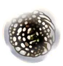Fragile Greed icon